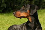 hundefotos dobermann