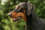 hundefotos dobermann