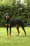 hundefotos dobermann