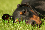 hundefotos dobermann