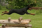 hundefotos dobermann