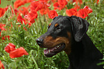 hundefotos dobermann