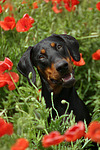 hundefotos dobermann