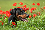 hundefotos dobermann