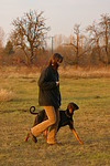 hundefotos dobermann