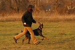 hundefotos dobermann