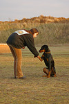 hundefotos dobermann