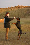 hundefotos dobermann