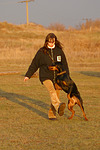 hundefotos dobermann