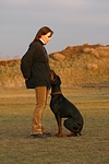 hundefotos dobermann