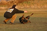 hundefotos dobermann
