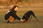 hundefotos dobermann