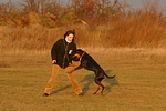hundefotos dobermann