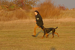 hundefotos dobermann