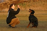 hundefotos dobermann