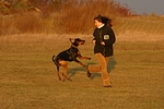 hundefotos dobermann