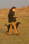 hundefotos dobermann