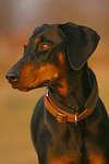 hundefotos dobermann