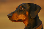 hundefotos dobermann