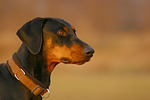 hundefotos dobermann