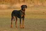 hundefotos dobermann