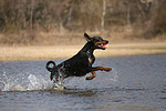 hundefotos dobermann