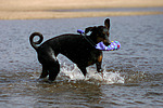 hundefotos dobermann
