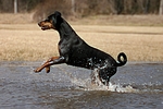 hundefotos dobermann