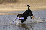 hundefotos dobermann