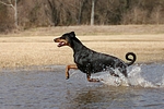 hundefotos dobermann