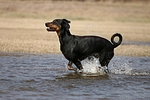 hundefotos dobermann