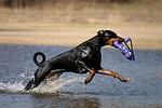 hundefotos dobermann