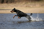 hundefotos dobermann