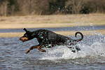 hundefotos dobermann
