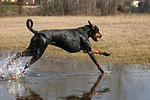 hundefotos dobermann