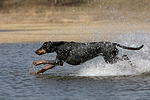 hundefotos dobermann