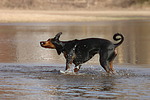 hundefotos dobermann