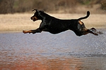 hundefotos dobermann