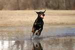 hundefotos dobermann