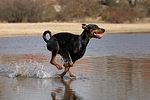hundefotos dobermann