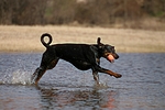 hundefotos dobermann
