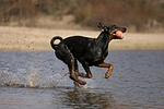 hundefotos dobermann