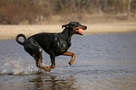 hundefotos dobermann