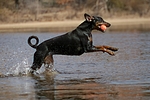 hundefotos dobermann