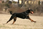 hundefotos dobermann