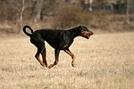hundefotos dobermann