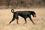 hundefotos dobermann