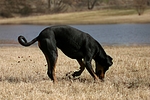 hundefotos dobermann