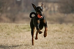 hundefotos dobermann