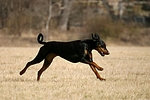 hundefotos dobermann